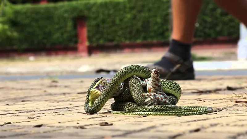 شاهد| صراع من أجل البقاء بين أفعى و«أبو بريص»