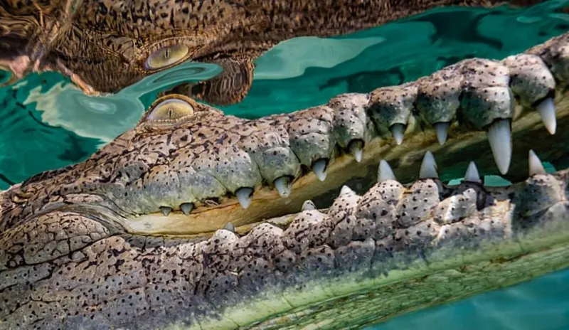  مغامر متهور يتحدى خوفه ويسبح مع تمساح (صور)