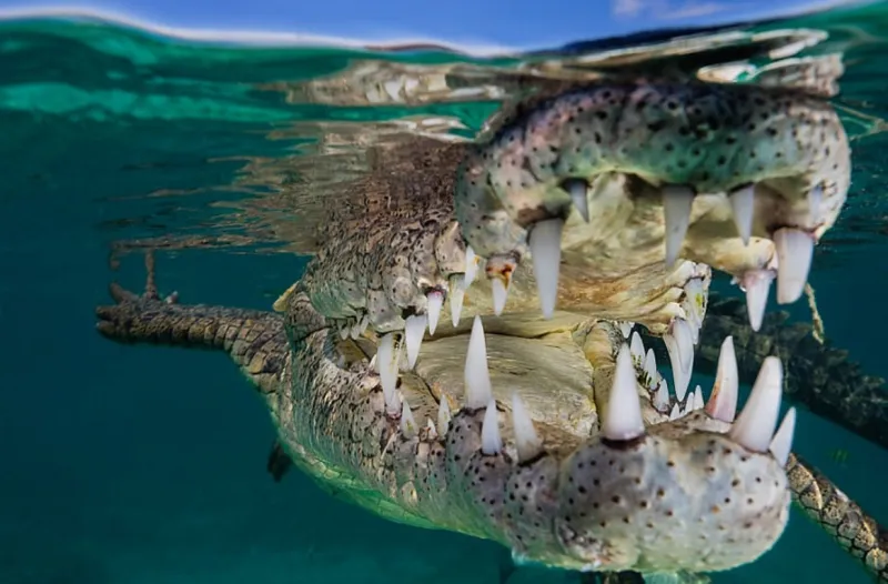 مغامر متهور يتحدى خوفه ويسبح مع تمساح (صور)