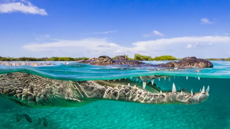  مغامر متهور يتحدى خوفه ويسبح مع تمساح (صور)