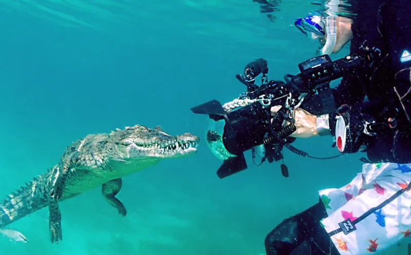  مغامر متهور يتحدى خوفه ويسبح مع تمساح (صور)