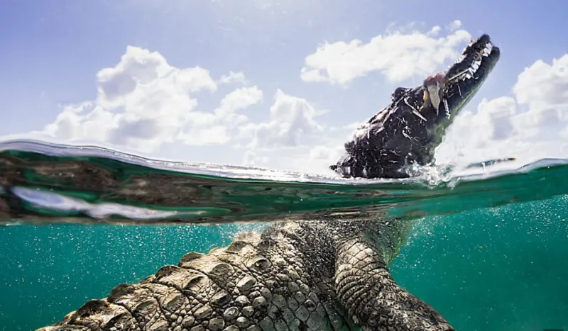  مغامر متهور يتحدى خوفه ويسبح مع تمساح (صور)