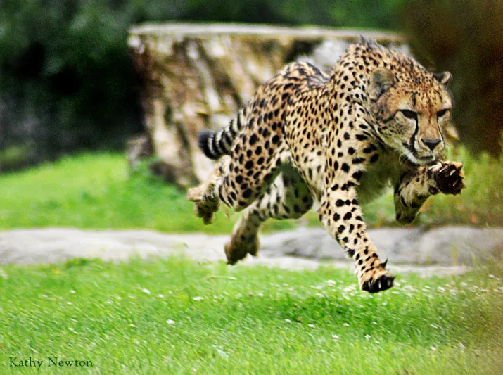 شاهد| سيارة سباق تنافس فهد 