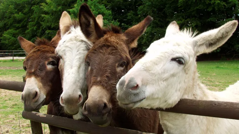 شاهد| السجن لـ 8 حمير في الهند