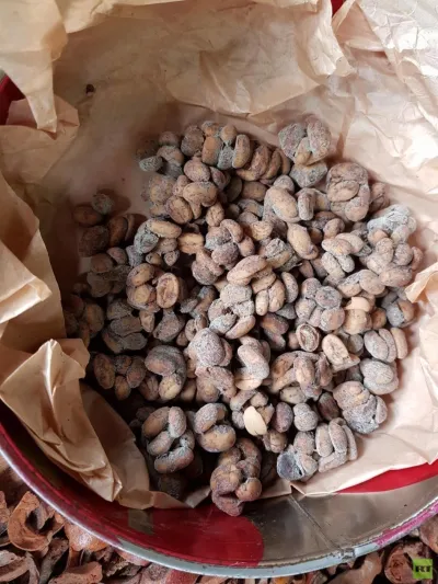 شاهد| أغلى قهوة في العالم.. مستخرجة من فضلات حيوان الزباد !