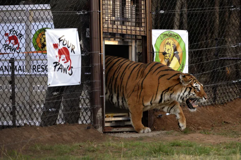شاهد| نمر يهرب من السيرك وينقض على المتفرجين