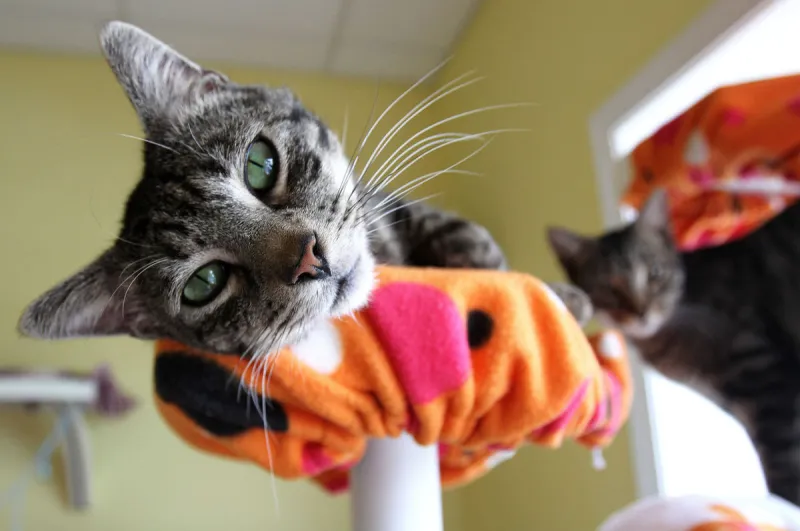 شاهد| قطة تتوسل تماماً كالبشر