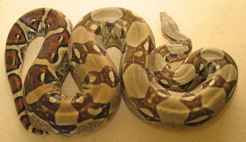 شاهد| ثعبان ضخم يفاجئ شاب في منزله 