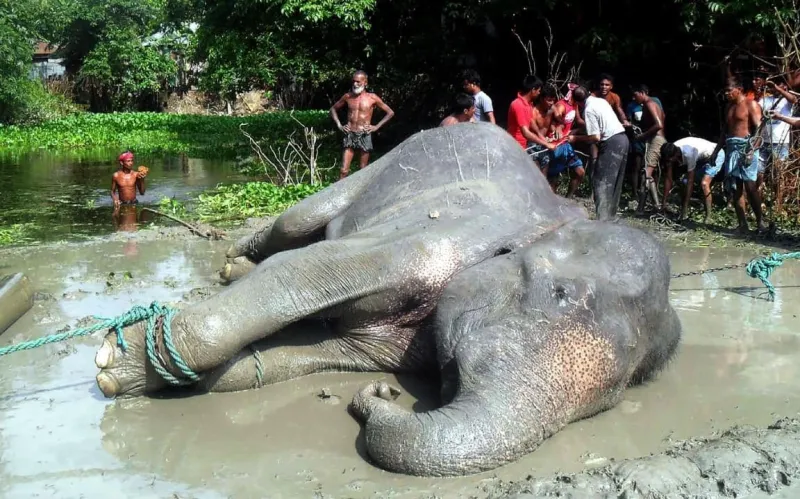  شاهد| إنقاذ فيل غارق في بركة طين في الهند