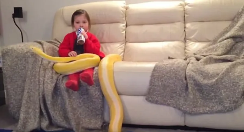 شاهد| صداقة غريبة بين طفلة و حية ضخمة