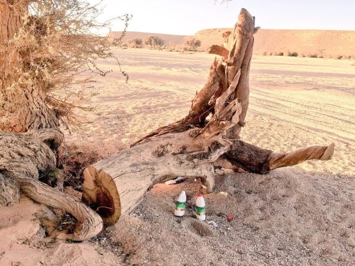 فيديو | احتطاب جائر بسيارات بلا لوحات في وضح النهار