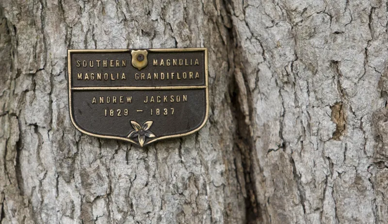 بأوامر من ميلانيا.. إزالة أقدم شجرة في حديقة البيت الأبيض 