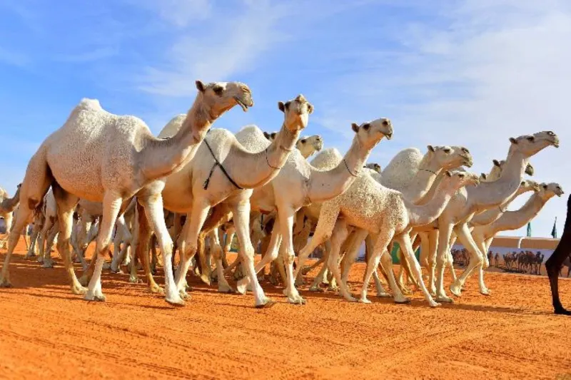 إدارة الاستخبارات العامة تكشف غش في مهرجان الملك عبدالعزيز لمزايين