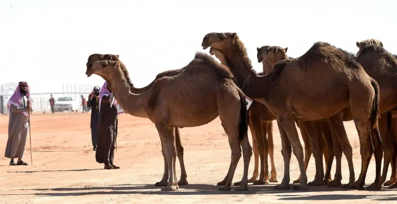 كل ما تريد معرفته عن الدور التاريخي لـ«الإبل» في توحيد المملكة !