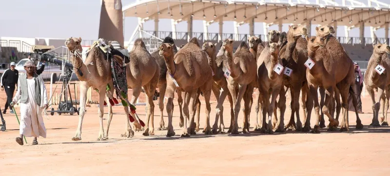كل ما تريد معرفته عن الدور التاريخي لـ«الإبل» في توحيد المملكة !