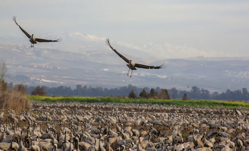 شاهد| الاف الطيور تغزو مدينة تكساس الامريكية
