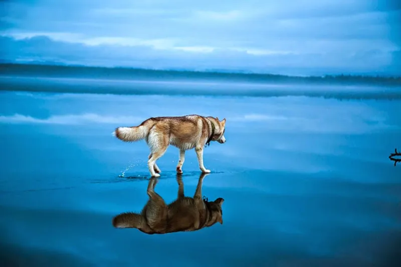 فيديو| مشهد بطولي لرجل ينقذ كلبا من الغرق بمياه مجمدة