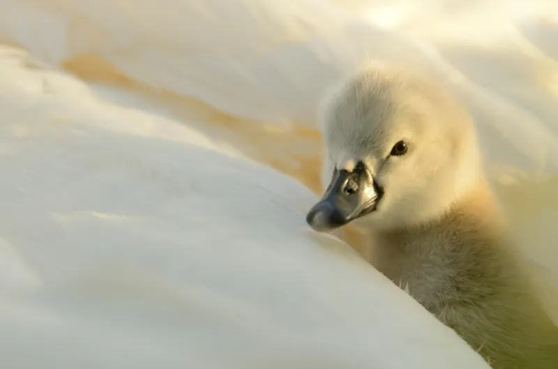 ملكة بريطانيا حزينة.. والسبب طيور البجع !