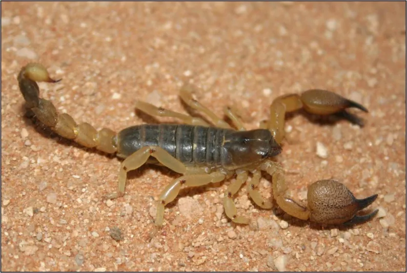 فيديو صادم لمشاجرة بين دجاجة وعقرب.. فمن انتصر؟