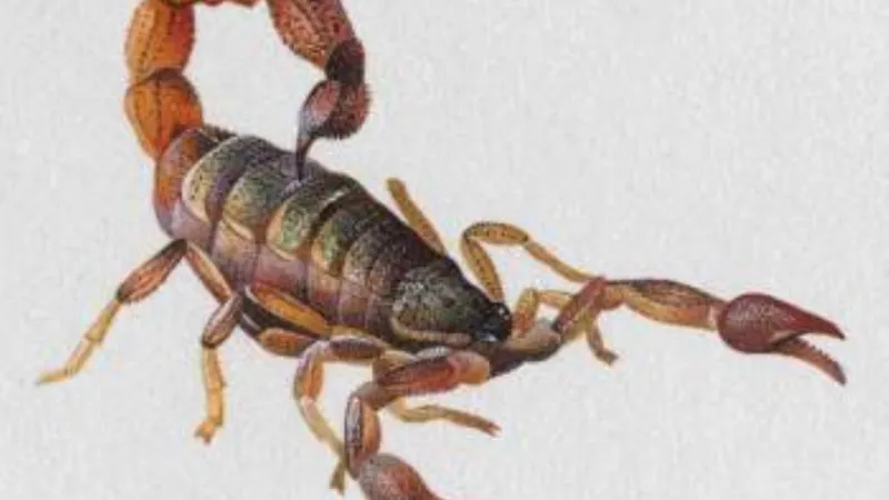 العقارب.. أغرب أنواع التدخين في باكستان