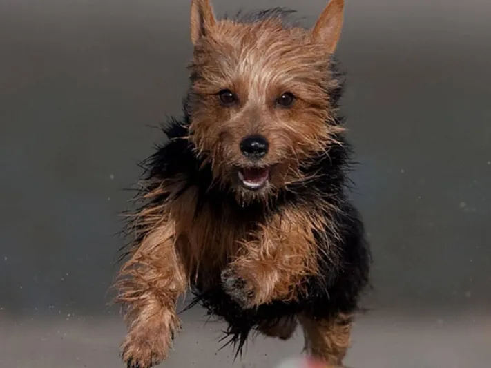 شاهد| انقاذ كلب وسط الثلوج في روسيا