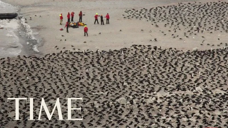 بعد الإعلان عن إنقراضها.. اكتشاف 1.5 مليون بطريق في جزر النائية (فيديو) 
