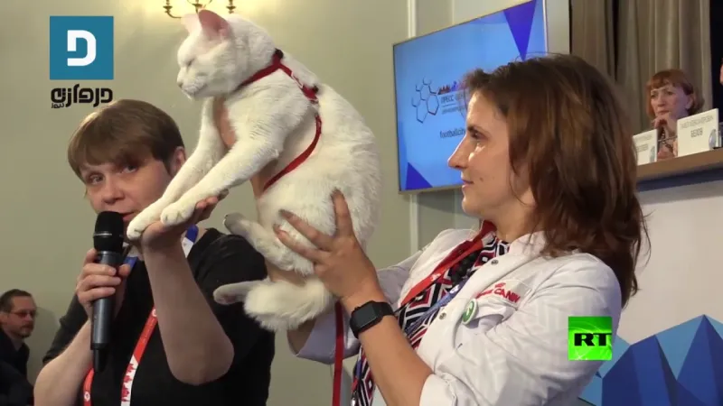 تعرف على قصة القط «أخيل».. وهذه مهمته في مونديال كأس العالم بروسيا (فيديو)