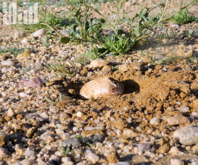 شاهد| نبات «الفقع».. العشق الأبدي للمجتمع السعودي 