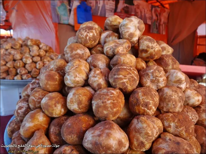 شاهد| نبات «الفقع».. العشق الأبدي للمجتمع السعودي 