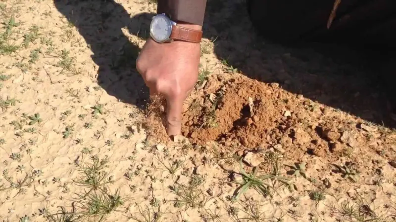 شاهد| نبات «الفقع».. العشق الأبدي للمجتمع السعودي 