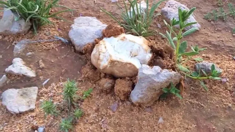 شاهد| نبات «الفقع».. العشق الأبدي للمجتمع السعودي 