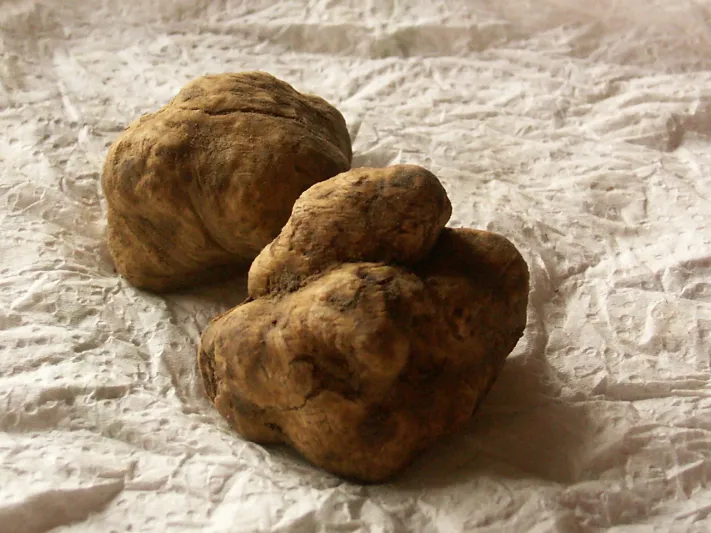 شاهد| نبات «الفقع».. العشق الأبدي للمجتمع السعودي 