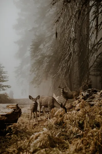 صور إنسانية مؤثرة تتصدر قائمة الفائزين في مسابقة «سوني» العالمية لعام 2018