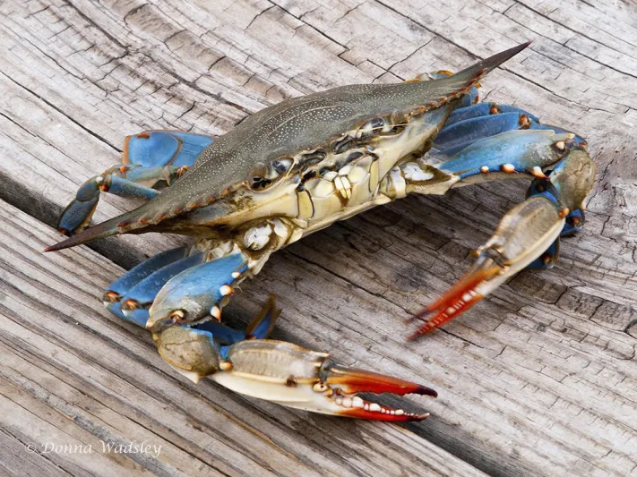 سرطان بحر يستبسل ويدافع عن نفسه بسكين ضد عدوه البشري