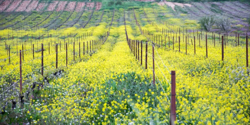 أفضل الوجهات العربية خلال فصل الربيع
