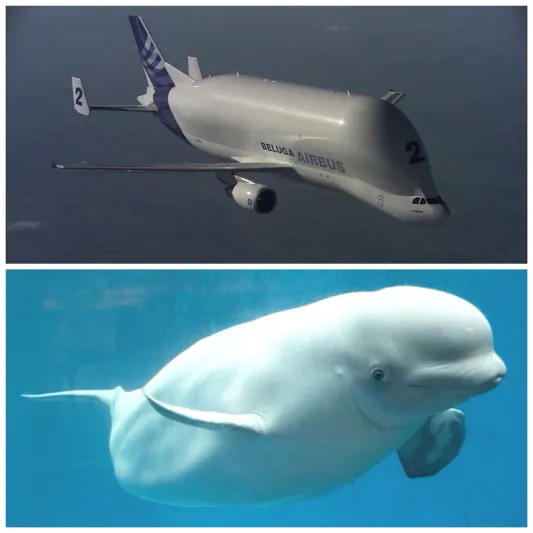 «Beluga XL» عملاق إيرباص الجديد (فيديو)