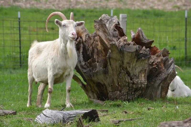 فيديو| رجل يعض ماعز بطريقة صادمة