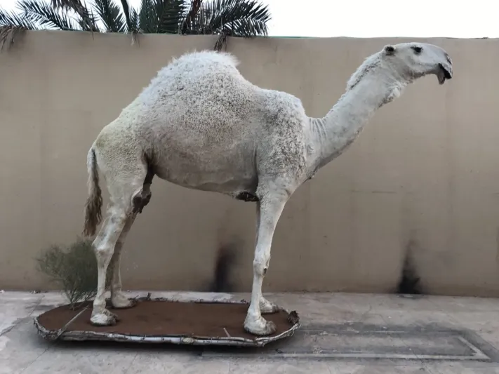 هذا هو سر تحنيط أغلى وأشهر ناقة في السعودية والخليج 