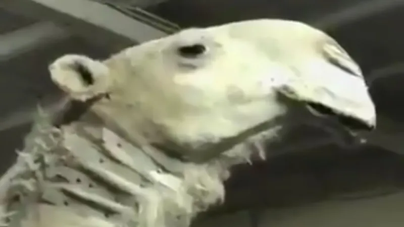 هذا هو سر تحنيط أغلى وأشهر ناقة في السعودية والخليج 