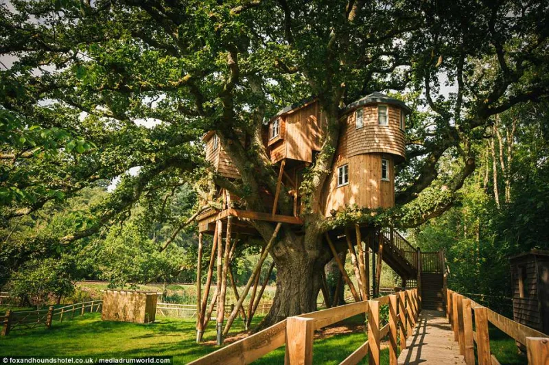 «Treetops Treehouse» أكبر منزل شجرة في العالم (فيديو)