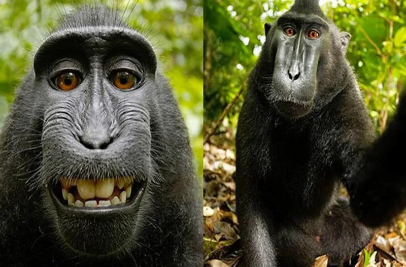 معركة قانونية طويلة بين مصور بريطاني وقرد والسبب "سيلفي"