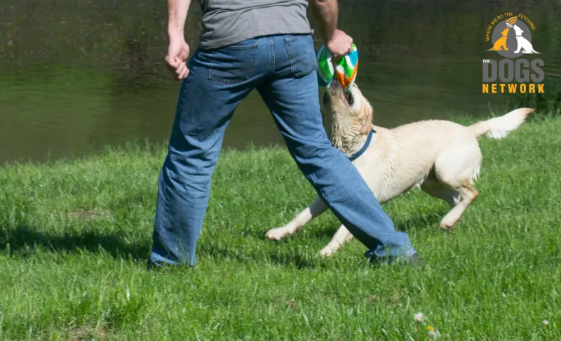 استقدم جروا جديدا واحصل على إجازة مدفوعة للاعتناء به وتدريبه !