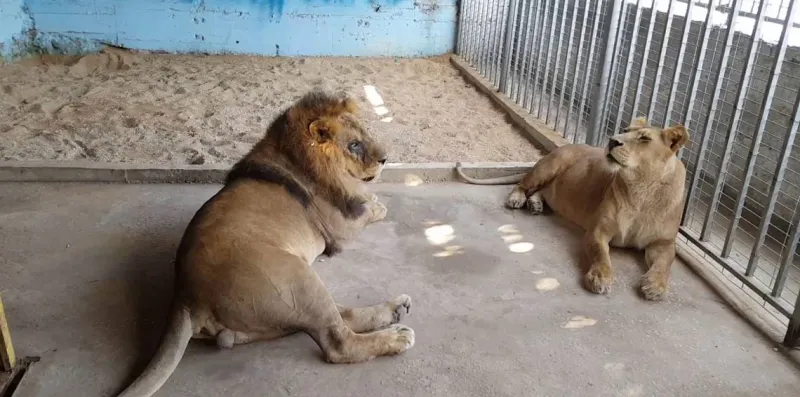 شاهد| «ضحايا بين أنياب ملك الغابة».. قصص مروعة تظهر مرارة غدر الأسود بالبشر  