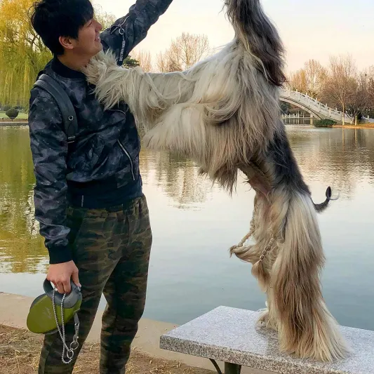 28 ألف جنيه استرليني تكلفة الاهتمام بمظهر الكلب الأكثر أناقة حول العالم 