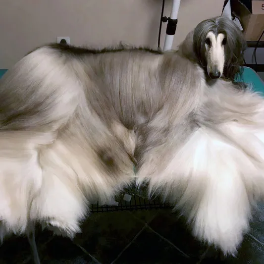 28 ألف جنيه استرليني تكلفة الاهتمام بمظهر الكلب الأكثر أناقة حول العالم 