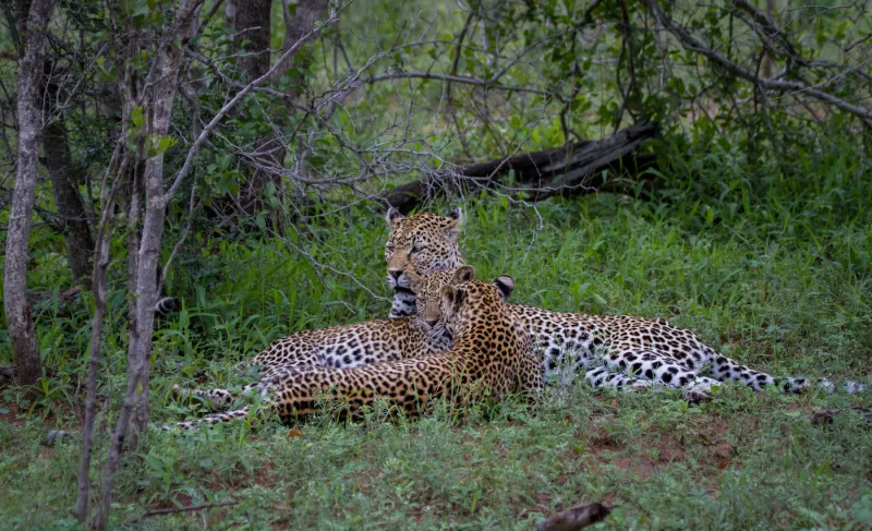 نمر بري يهاجم قدم سائح ورده فعل غريبة من الأخير (فيديو)