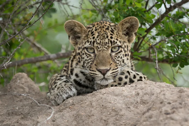 نمر بري يهاجم قدم سائح ورده فعل غريبة من الأخير (فيديو)