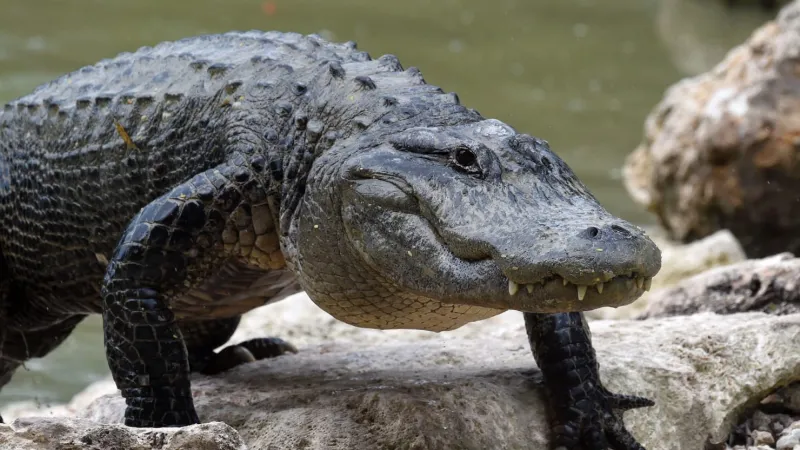 لقطات كوميدية لفأر يصيب تمساح عملاق بالجنون (فيديو)