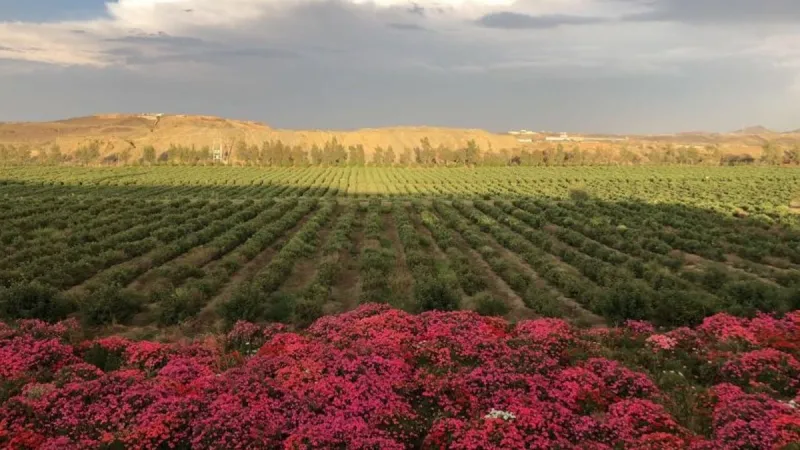 أين تقع أكبر مزرعة ورد على مستوى المملكة؟