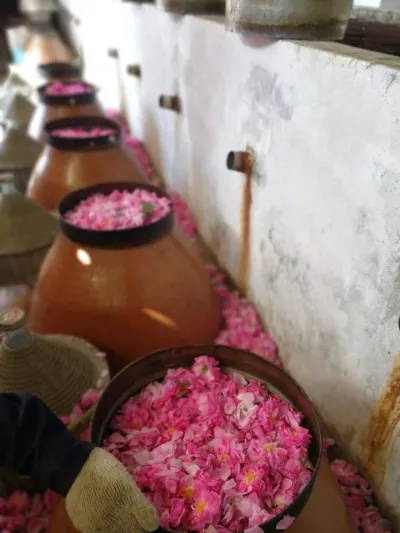 أين تقع أكبر مزرعة ورد على مستوى المملكة؟